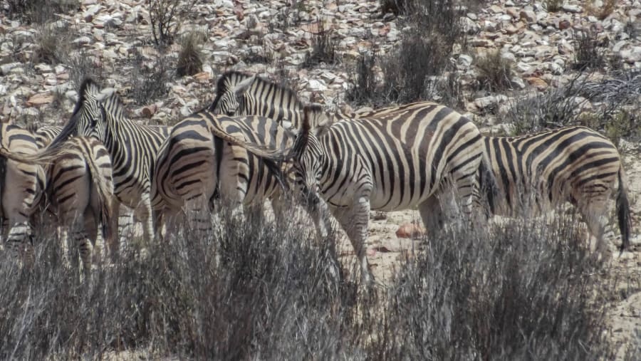 Spot Zebras on the Safari