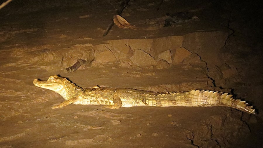 Spot a Caiman