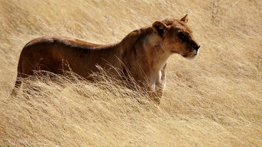 Lioness in the wild
