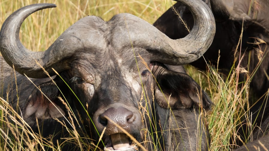Buffaloes