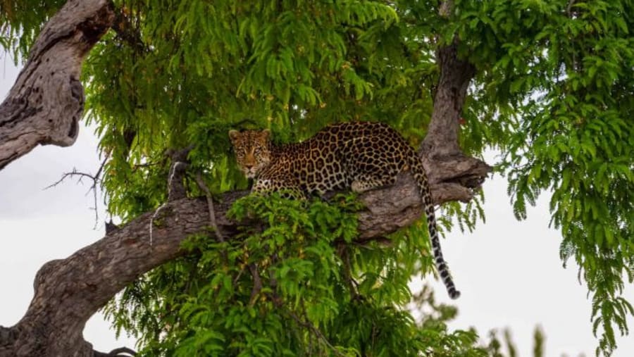Cheetah