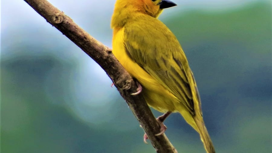 Golden palm weaver
