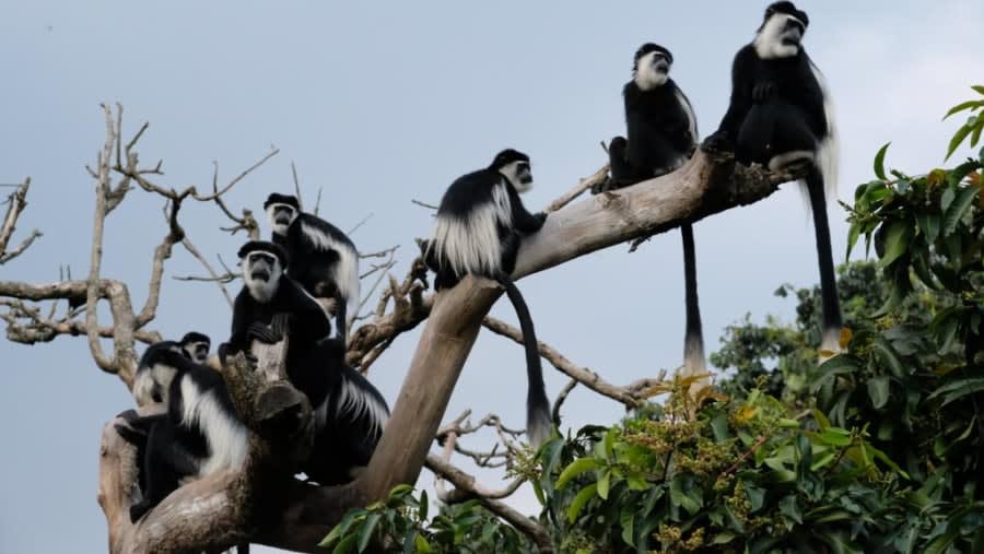 Monkey