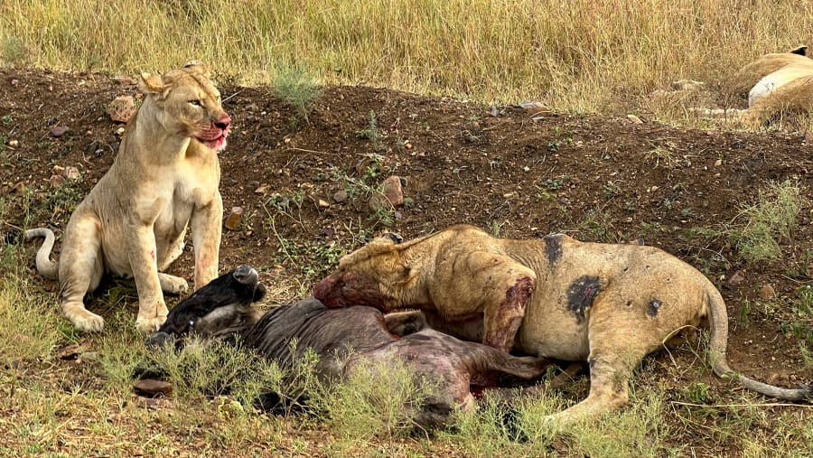 Spot the deadly predators of Ngorongoro Crater