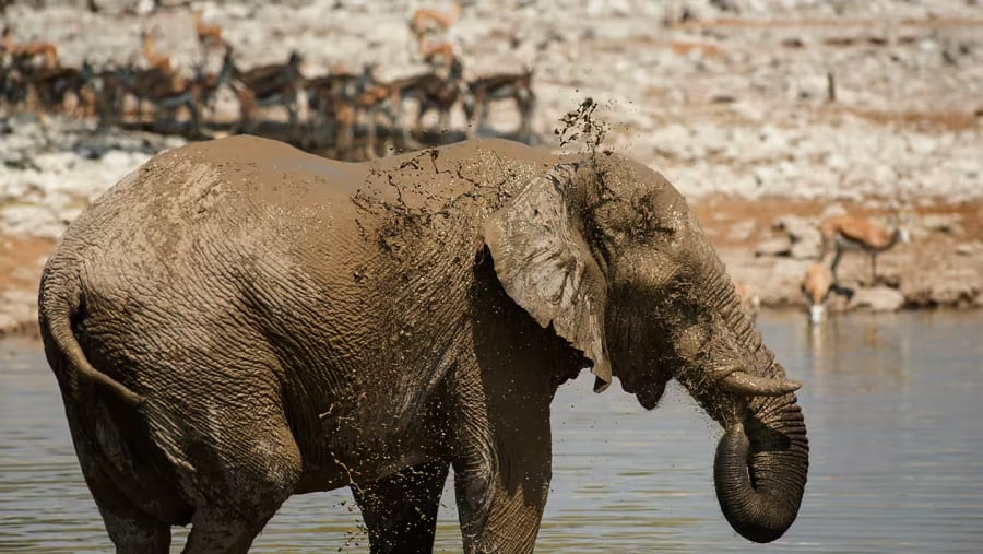 African Elephants