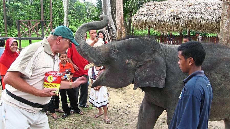 Meet young elephants