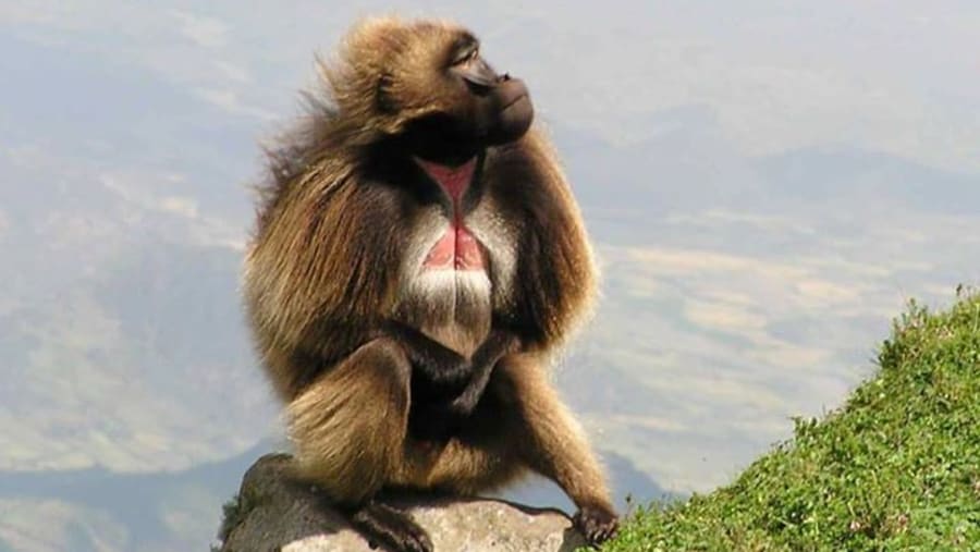 Gelada Baboon