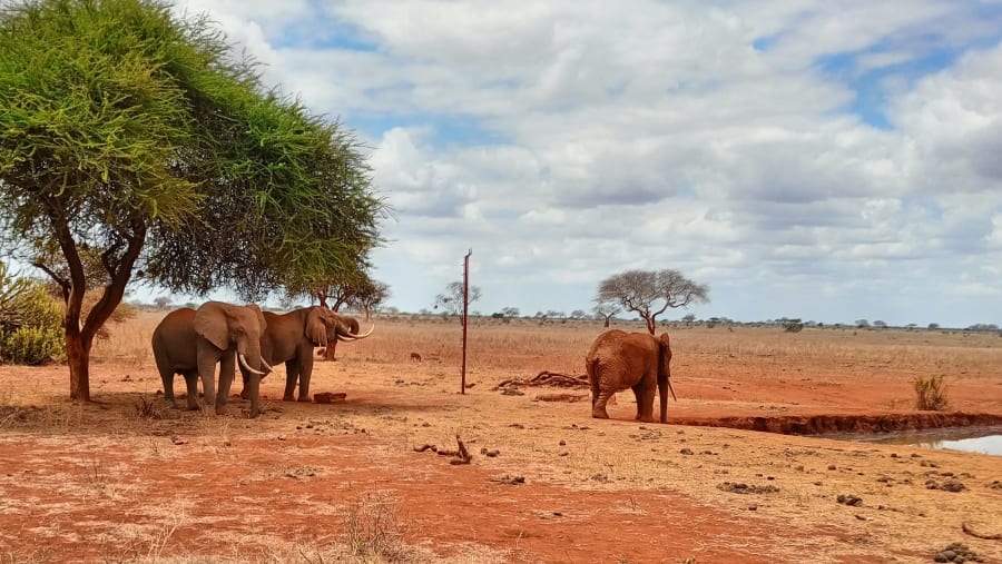 African Elephant