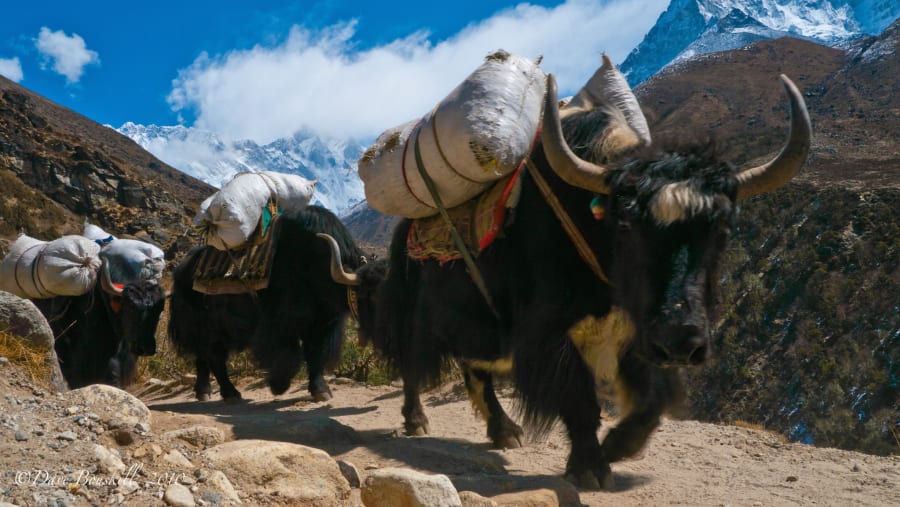 Yaks in the Khumbu Region
