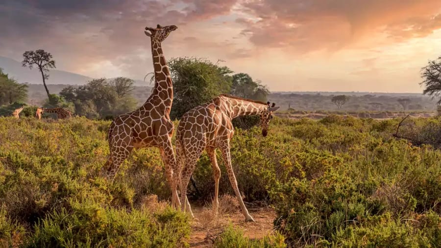 Spot towering giraffes in Arusha