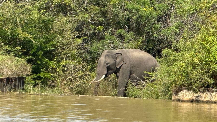 Yala National Park Safari
