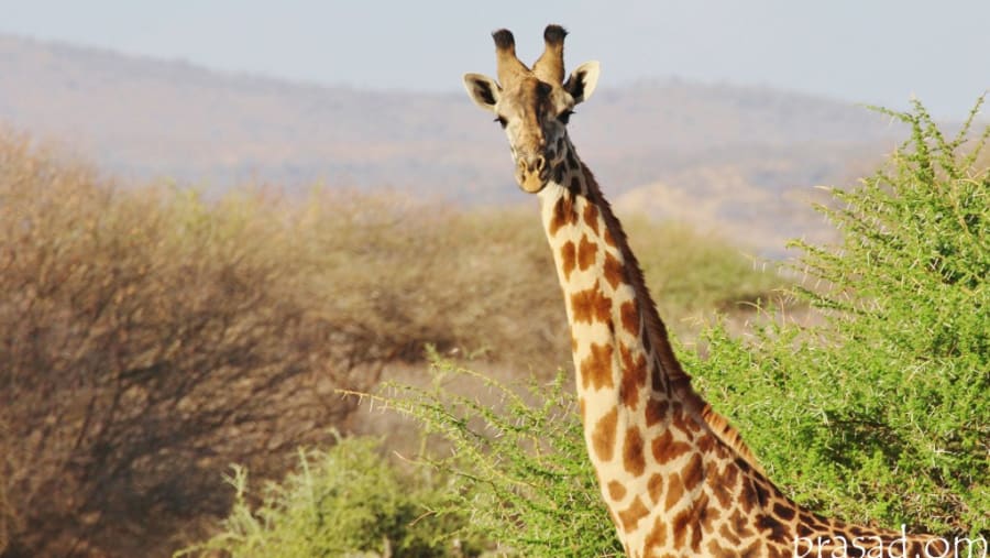 Giraffe at Tarangire National Park