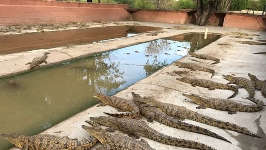 Take a Tour of the Crocodile Farm
