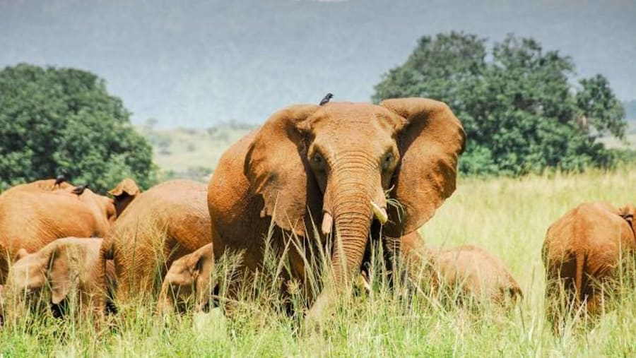 Witness the wildlife