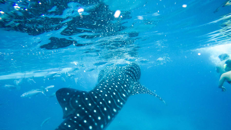 Whales, Sharks of Oslob