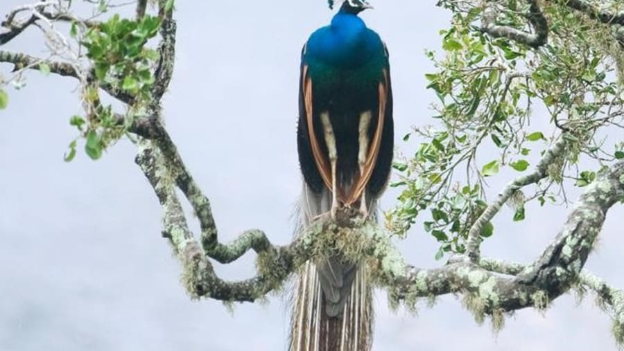 Yala National Park
