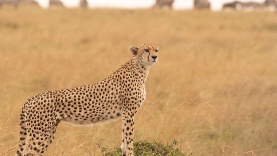 Wildlife Experience