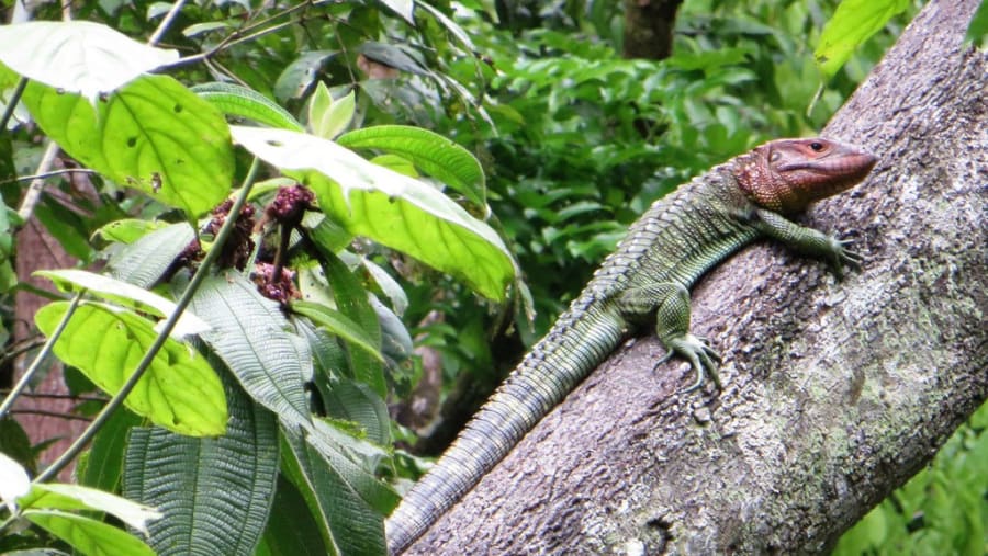 Read head iguana