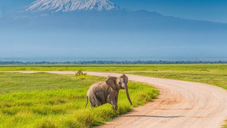 Witness the wildlife
