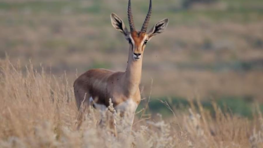 Deer
