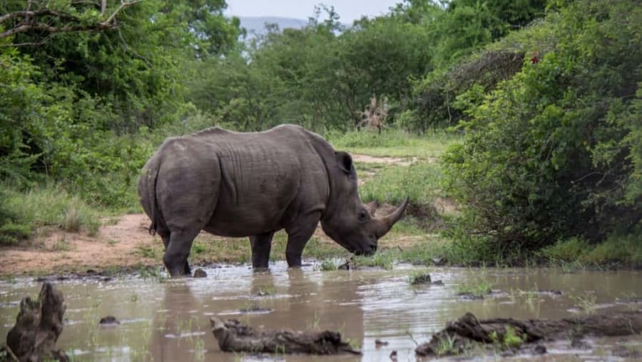 Wildlife in Nairobi