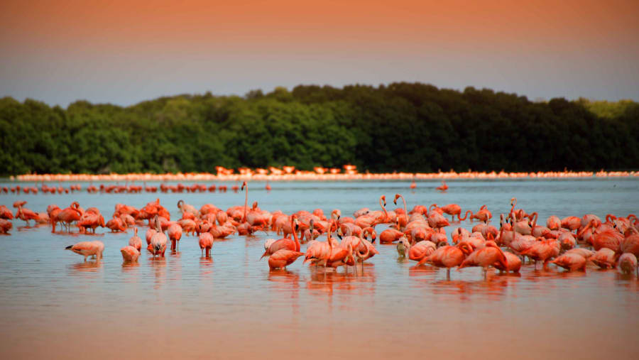 Flamingoes