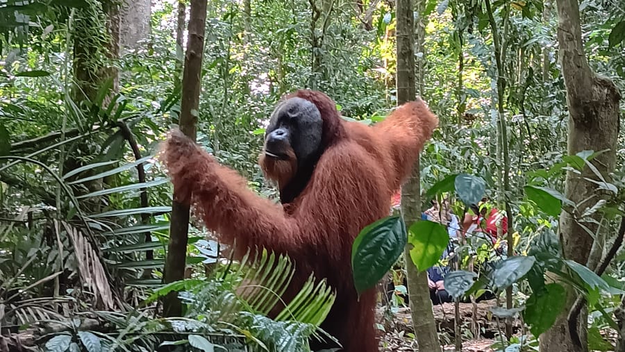Orangutan