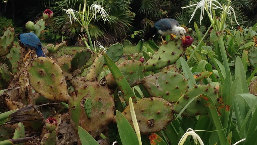 Juvenile Yucatan Jay