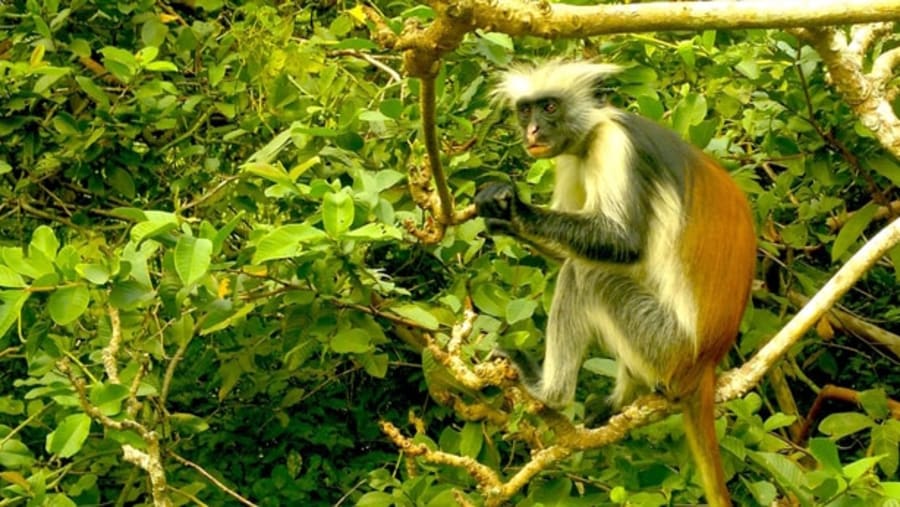 Meet the monkeys of Jozani