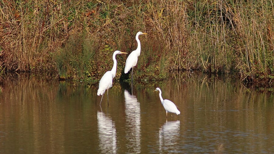 Bharatpur Bird Sanctuary.