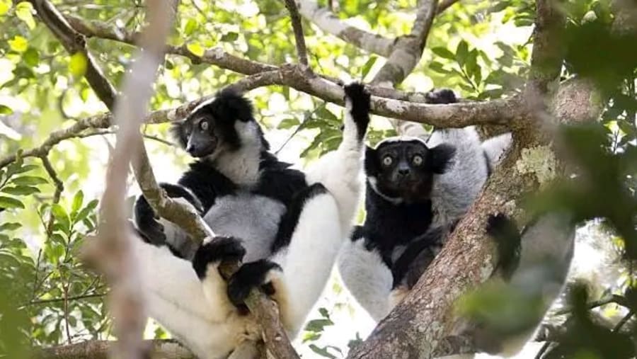 Indri