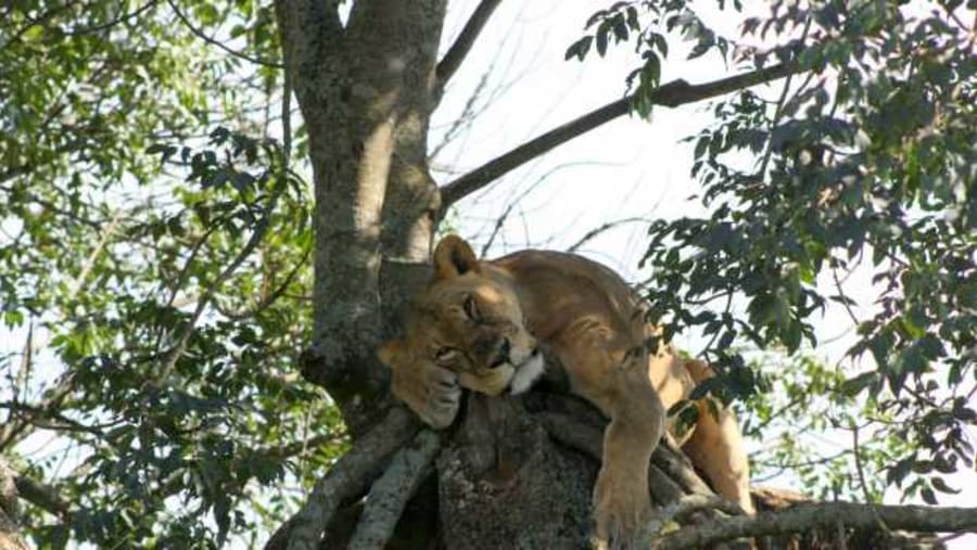Tree Climbing Lion