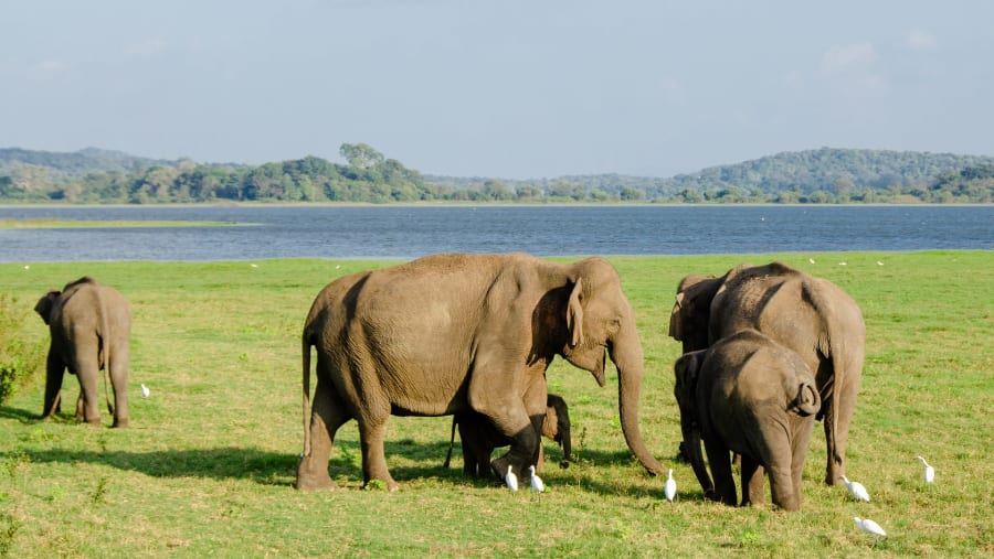 Minneriya National Park