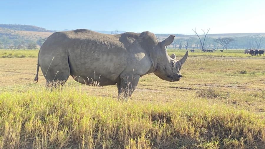 Black rhinoceros