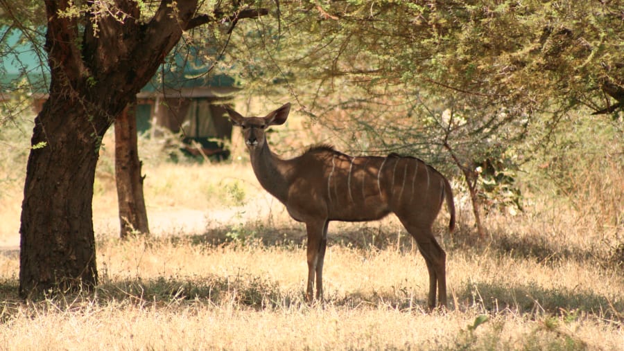 Kudu