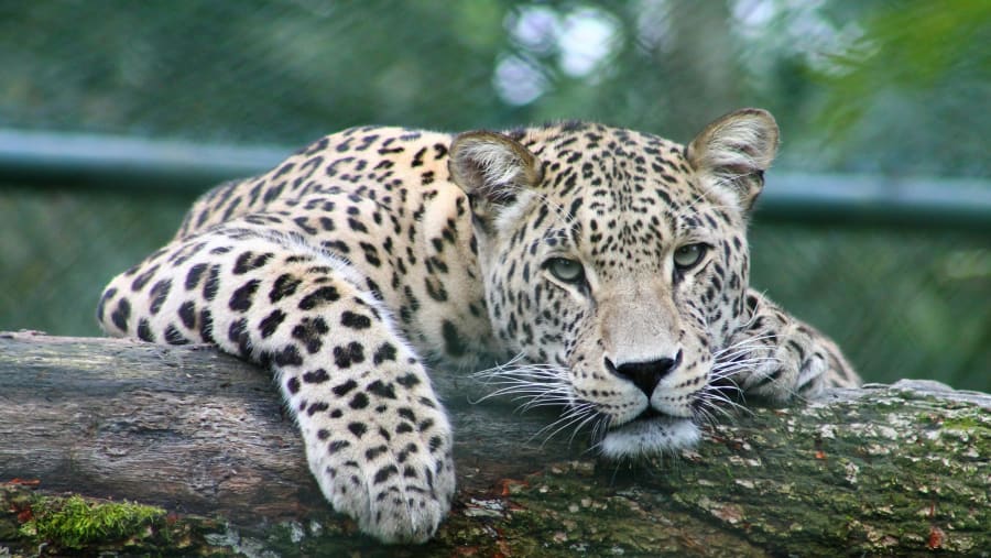 Persian leopard