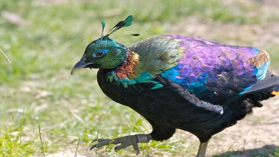 Shivapuri National Park
