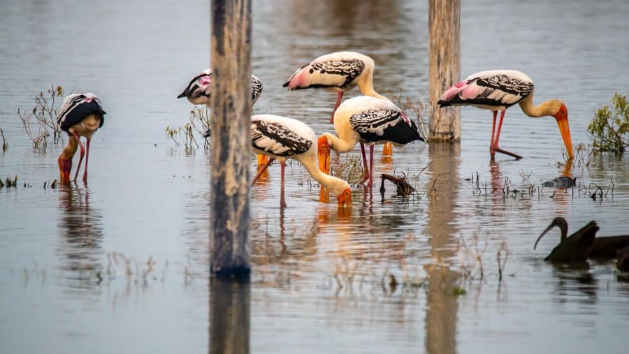 Bharatpur Bird Sanctuary.