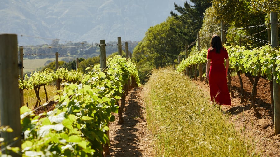 Walk through vineyards