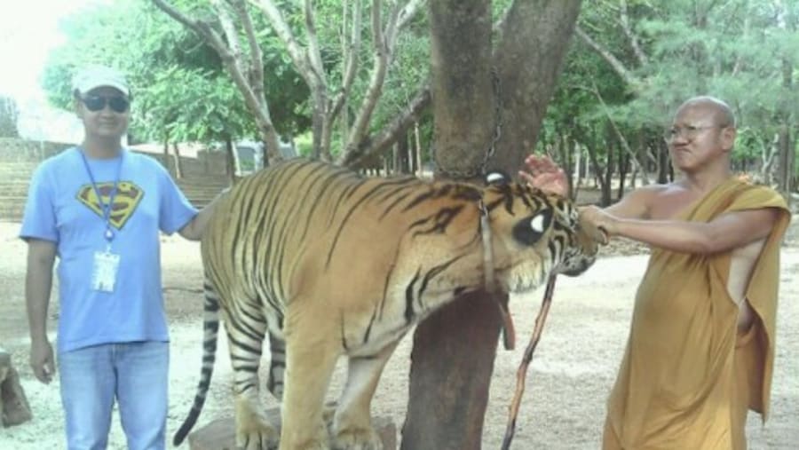 Tiger temple in Kanchanaburi, Thailand