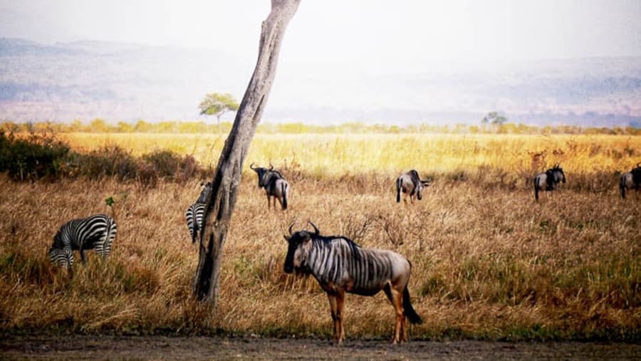Animal Encounter