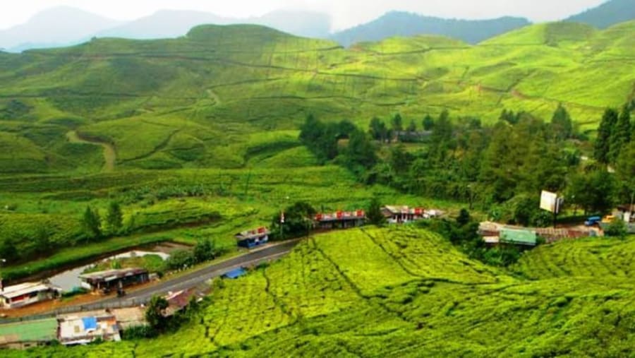 Puncak Tea Plantation