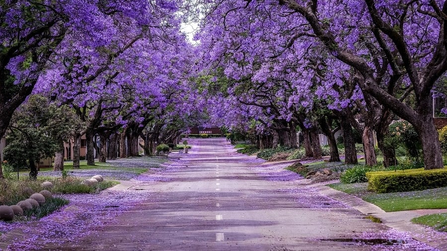 Jacaranda Flower