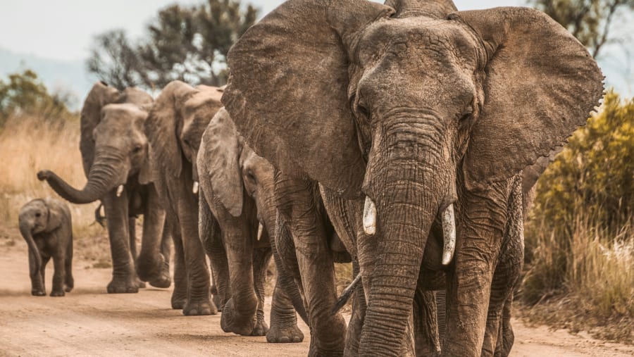 African bush elephant