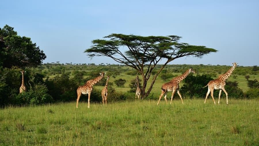 Masai Giraffe