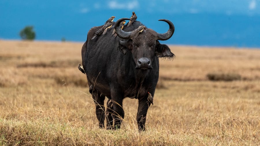 Admire the wildlife at the Masai Mara National Reserve