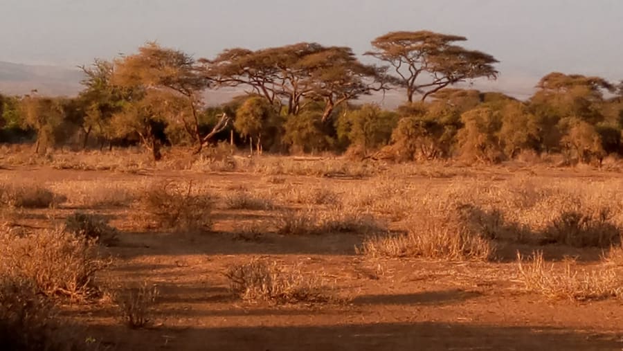 Enjoy the safari!