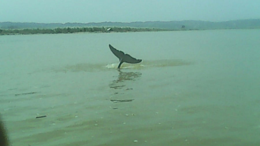 Dolphin In Irrawaddy River
