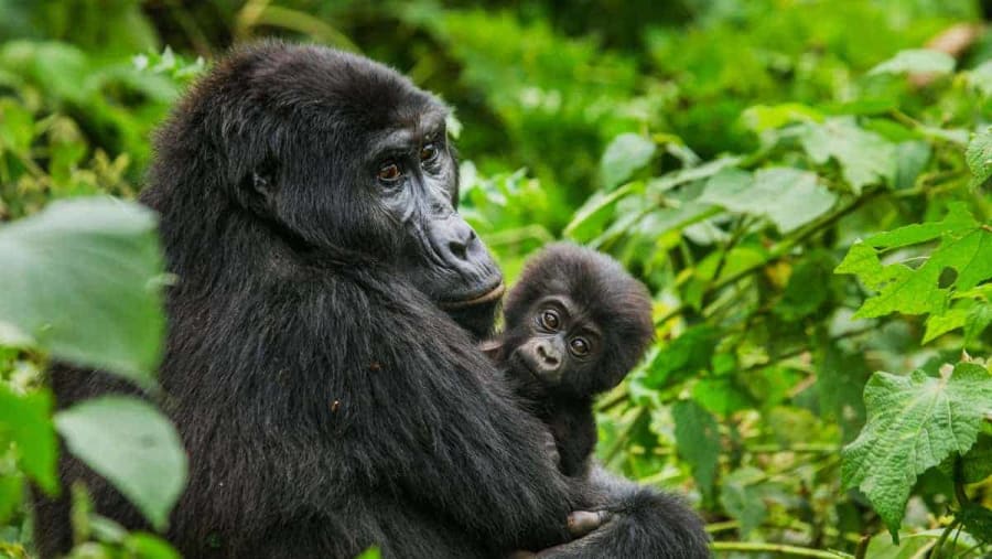 Gorilla Tracking