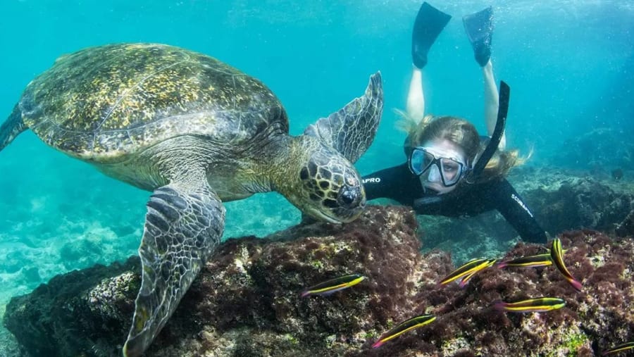 Galapagos Green Sea Turtle